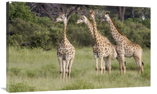 Global Gallery GCS-395399-44-142 44 in. Giraffe Group, Linyanti Ri