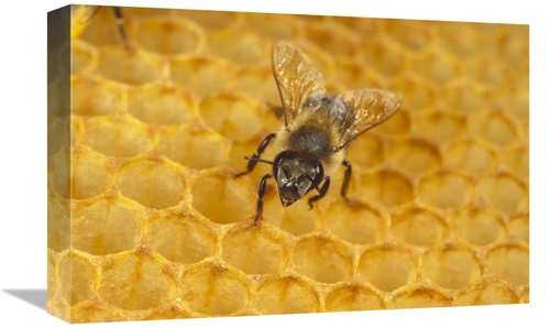 Global Gallery GCS-452422-1218-142 12 x 18 in. Honey Bee on Honeycomb&