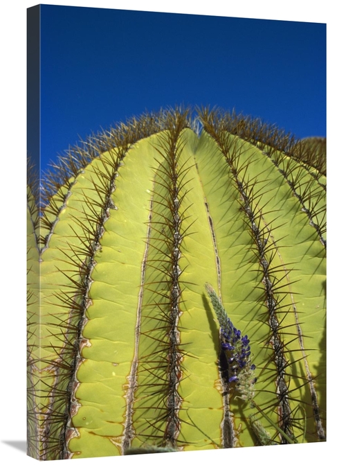 Global Gallery GCS-395667-2030-142 20 x 30 in. Giant Barrel Cactus Det