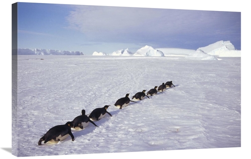 Global Gallery GCS-451117-2436-142 24 x 36 in. Emperor Penguins Tobogg