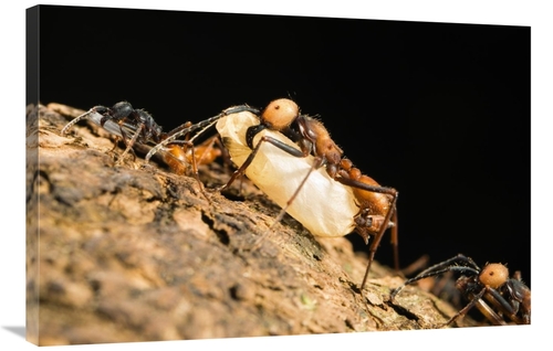 Global Gallery GCS-452690-2436-142 24 x 36 in. Army Ant Carrying Insec