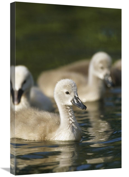 Global Gallery GCS-398481-2030-142 20 x 30 in. Mute Swan Cygnets Swimm