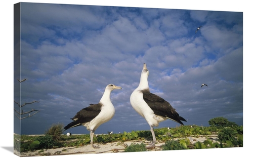 Global Gallery GCS-451423-2030-142 20 x 30 in. Laysan Albatross Courts