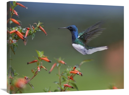 Global Gallery GCS-396534-2432-142 24 x 32 in. White-Necked Jacobin Hu