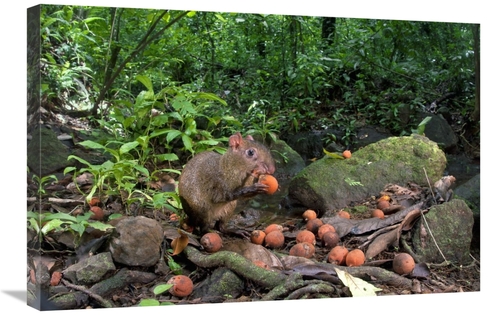 Global Gallery GCS-398543-2030-142 20 x 30 in. Agouti Feeding on Seeds