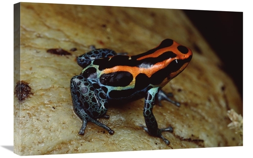 Global Gallery GCS-450759-2030-142 20 x 30 in. Rio Madeira Poison Frog