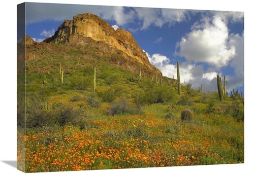 Global Gallery GCS-395948-1824-142 18 x 24 in. California Poppy & Sagu