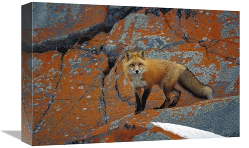 Global Gallery GCS-452500-1218-142 12 x 18 in. Red Fox on Rocks with O