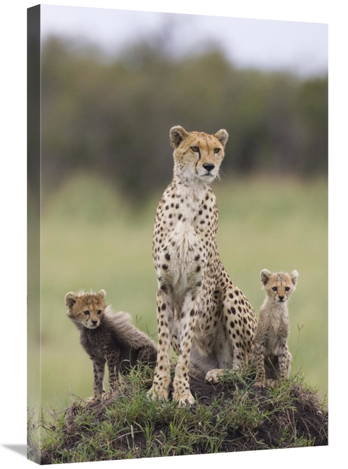 Global Gallery GCS-395840-2030-142 20 x 30 in. Cheetah Mother & Eight 