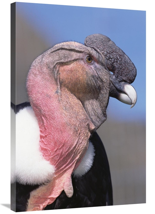 Global Gallery GCS-451235-2436-142 24 x 36 in. Andean Condor Male,