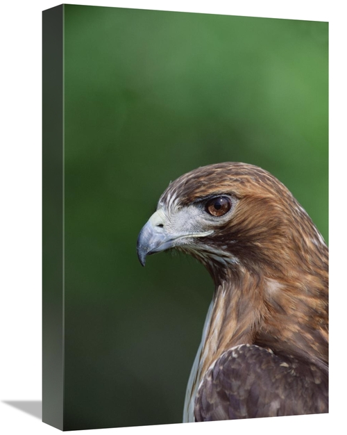Global Gallery GCS-452353-1218-142 12 x 18 in. Red-Tailed Hawk Portrai