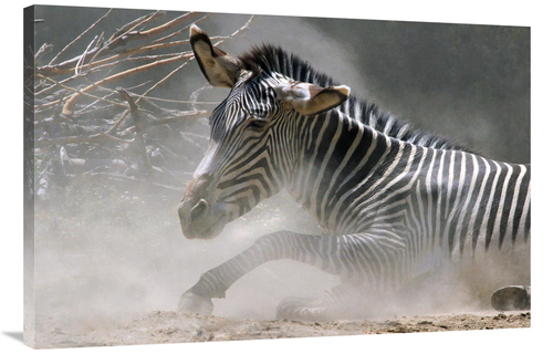 Global Gallery GCS-486651-40-142 40 in. Zebra in the Dust Art Print - 