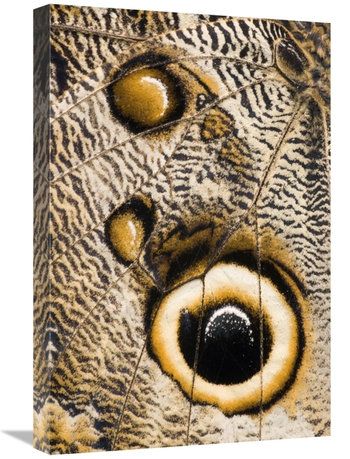 Global Gallery GCS-397357-1624-142 16 x 24 in. Atreus Owl Butterfly Wi