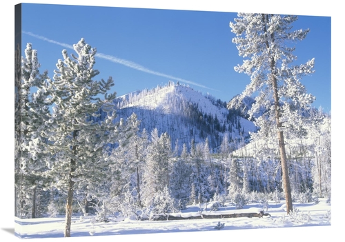 Global Gallery GCS-396892-3040-142 30 x 40 in. Pine Trees Covered with