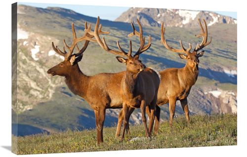 Global Gallery GCS-486498-36-142 36 in. Teh Summer Range Art Print - V