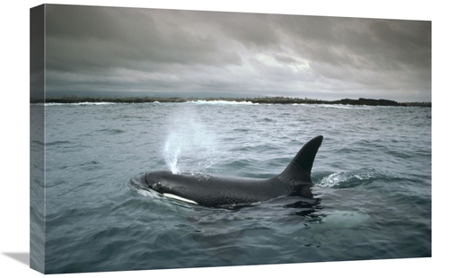 Global Gallery GCS-451188-1624-142 16 x 24 in. Orca, Santa Cruz Is