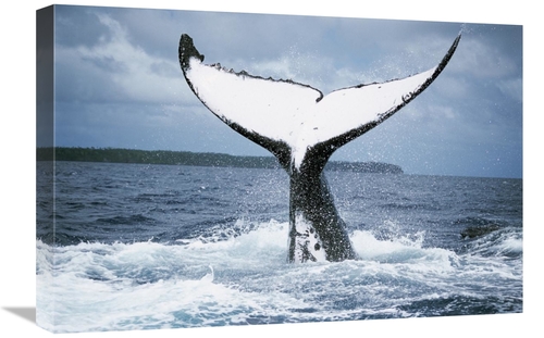 Global Gallery GCS-397958-1624-142 16 x 24 in. Humpback Whale Tail,