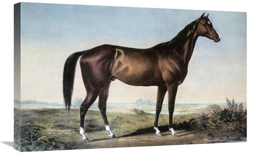 Global Gallery GCS-277172-30-142 30 in. Celebrated Horse Lexington Art