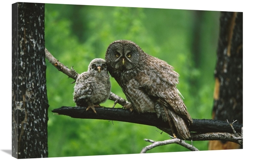 Global Gallery GCS-453326-2436-142 24 x 36 in. Great Gray Owl Adult wi