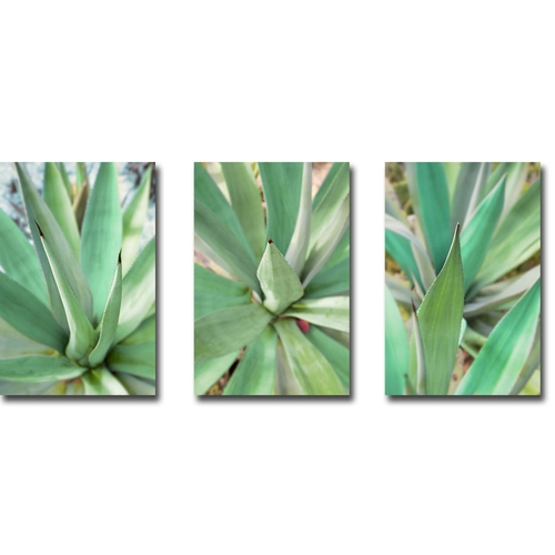 Agave Succulent 1, 2, & 3 by Alan Blaustein 3 Piece Premium Ga