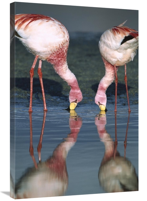 Global Gallery GCS-451651-2436-142 24 x 36 in. Puna Flamingos Feeding 