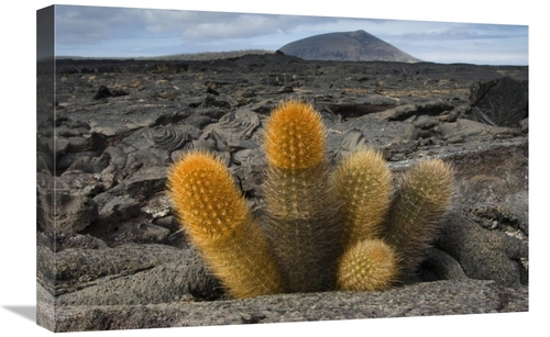 Global Gallery GCS-397892-1624-142 16 x 24 in. Lava Cactus Grows in An