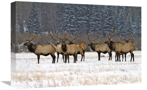 22 in. The Gathering Art Print - Vic Schendel