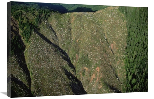 Global Gallery GCS-397739-2436-142 24 x 36 in. Clear Cutting, Olym