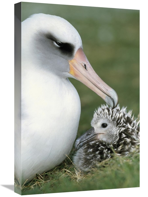 Global Gallery GCS-451417-1624-142 16 x 24 in. Laysan Albatross Parent