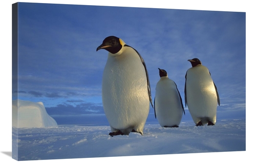 Global Gallery GCS-451726-2436-142 24 x 36 in. Emperor Penguin Trio on