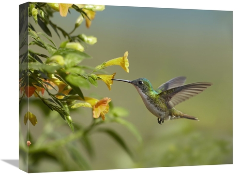 Global Gallery GCS-396559-1620-142 16 x 20 in. Andean Emerald Hummingb