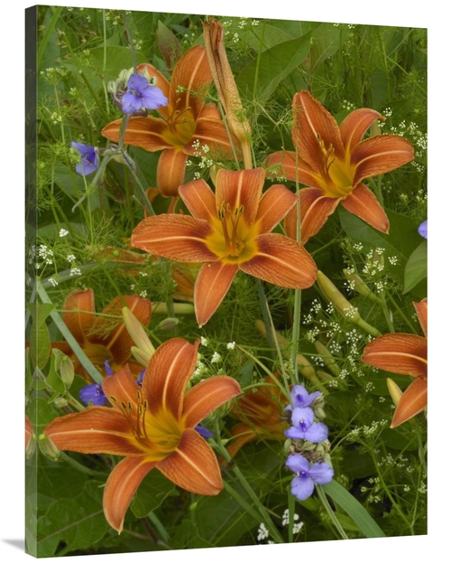 Global Gallery GCS-396416-3040-142 30 x 40 in. Orange Daylily with Vir