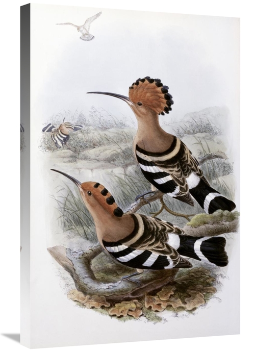 Global Gallery GCS-277768-30-142 30 in. Indian Hoopoe Art Print - John
