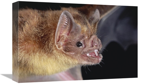 Global Gallery GCS-397231-1218-142 12 x 18 in. Vampire Bat Portrait&#4