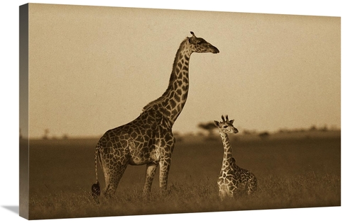 Global Gallery GCS-453688-2030-142 20 x 30 in. Giraffe Adult & Foal on