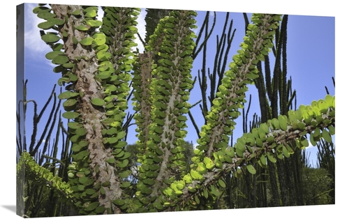 Global Gallery GCS-397654-2436-142 24 x 36 in. Madagascan Ocotillo,