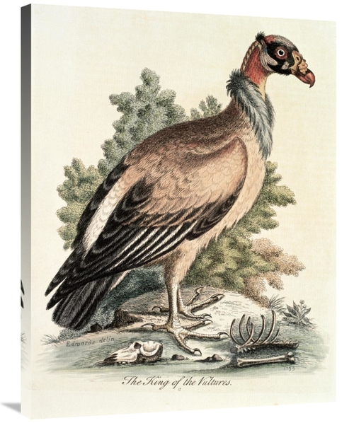 Global Gallery GCS-277464-36-142 36 in. King of the Vultures Art Print