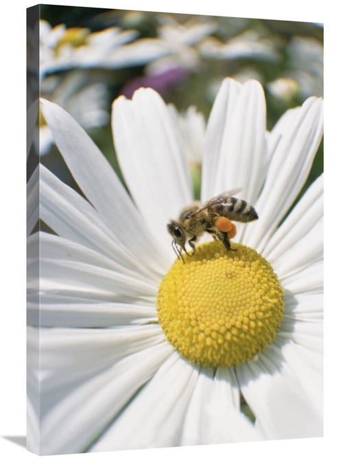 Global Gallery GCS-452512-2030-142 20 x 30 in. Honey Bee Collecting Po