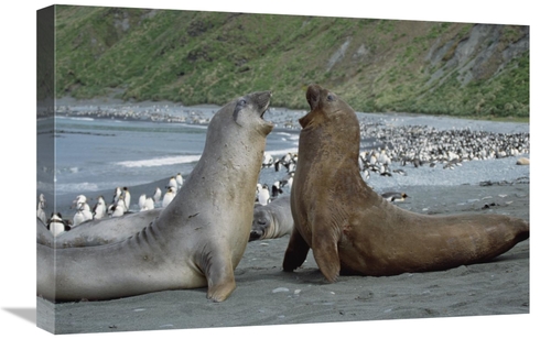 Global Gallery GCS-452455-1624-142 16 x 24 in. Southern Elephant Seal 