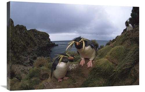 Global Gallery GCS-451804-2436-142 24 x 36 in. Rockhopper Penguin Pair