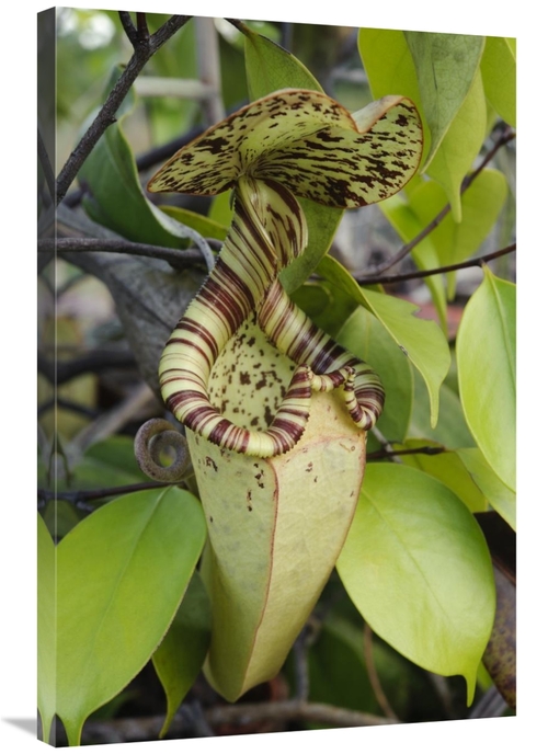 Global Gallery GCS-397552-2436-142 24 x 36 in. Pitcher Plant Pitcher&#