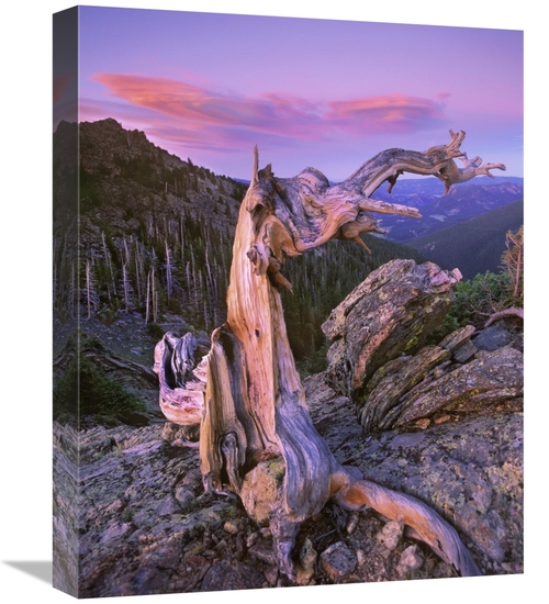 Global Gallery GCS-397141-1620-142 16 x 20 in. Rocky Mountains Bristle