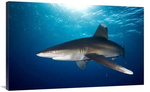 Global Gallery GCS-398222-44-142 44 in. Oceanic White-Tip Shark Close 