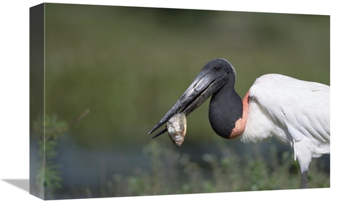 Global Gallery GCS-452525-1218-142 12 x 18 in. Jabiru Stork Catching F