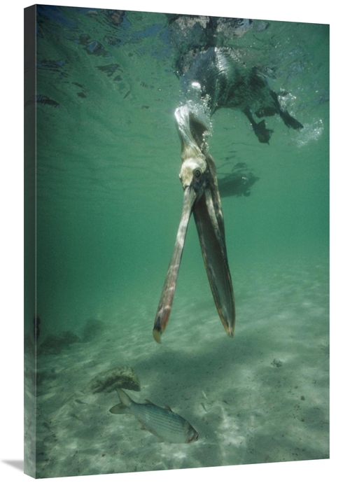 Global Gallery GCS-451304-2436-142 24 x 36 in. Brown Pelican Catching 