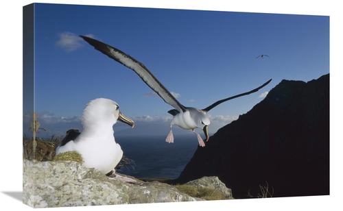 Global Gallery GCS-451789-1624-142 16 x 24 in. Yellow-Nosed Albatross 