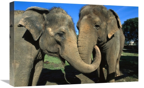 Global Gallery GCS-398163-1624-142 16 x 24 in. Asian Elephant Pair wit