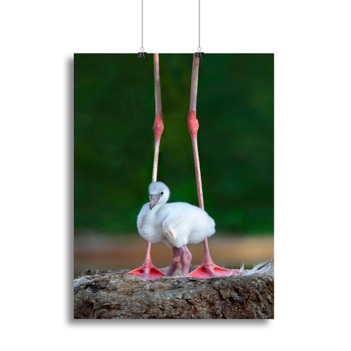 Caribbean flamingo chick Canvas Print or Poster