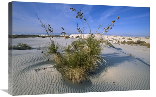 Global Gallery GCS-452621-2030-142 20 x 30 in. Soaptree Yucca in Gypsu