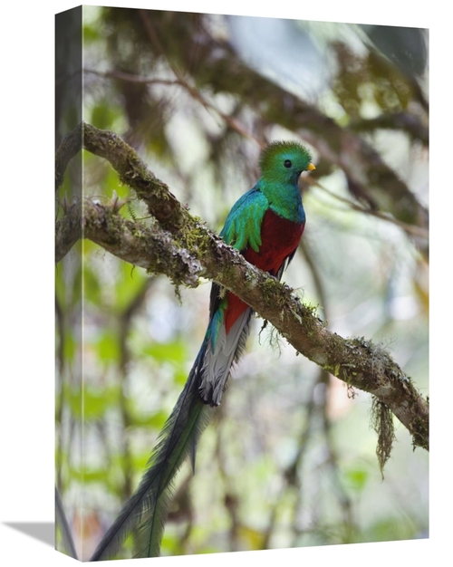 Global Gallery GCS-452658-1218-142 12 x 18 in. Resplendent Quetzal Mal